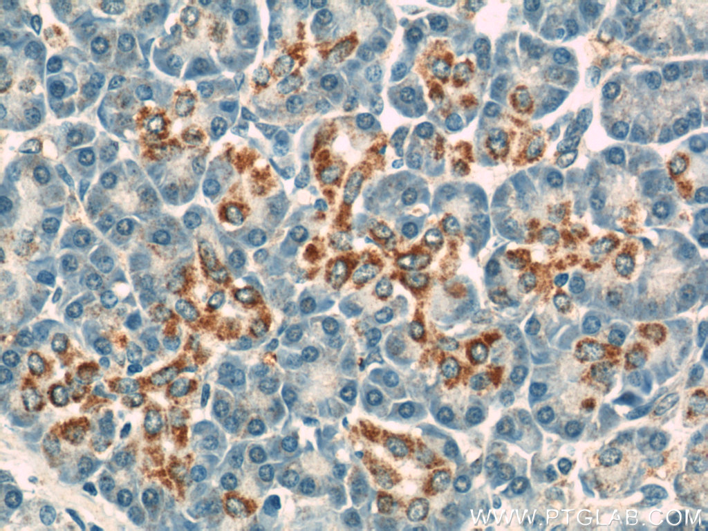 IHC staining of paraffin-embedded human pancreas using VDAC1/Porin antibody (10866-1-AP) at a dilution of 1:50 (40x objective)