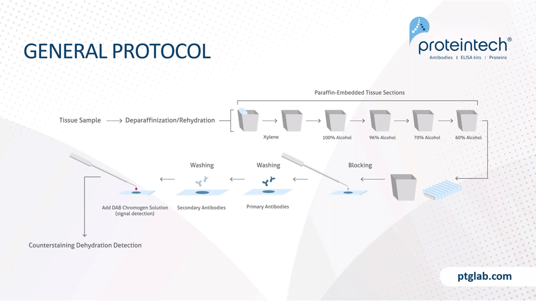 IHC general protocol