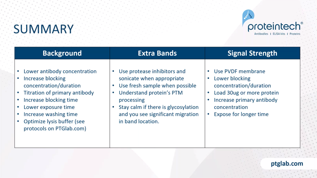 Western blot common issues summary
