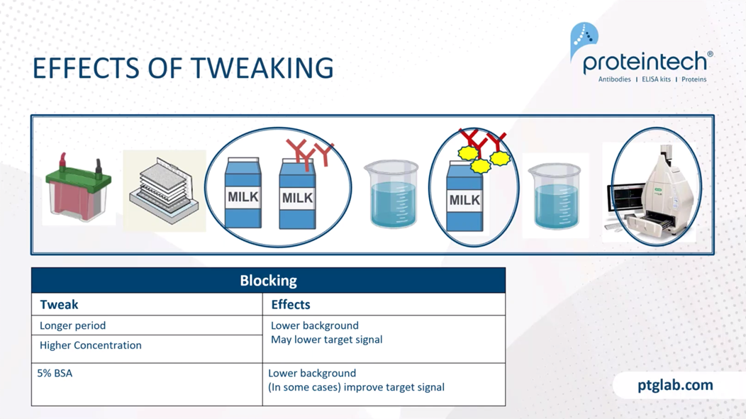 Effects of tweaking on western blot experiments