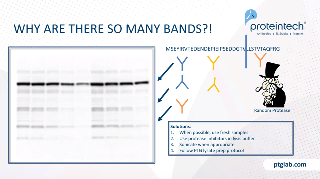 Fixing multiple bands on WB experiments