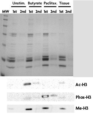 histone purification kit comparison of various sample types
