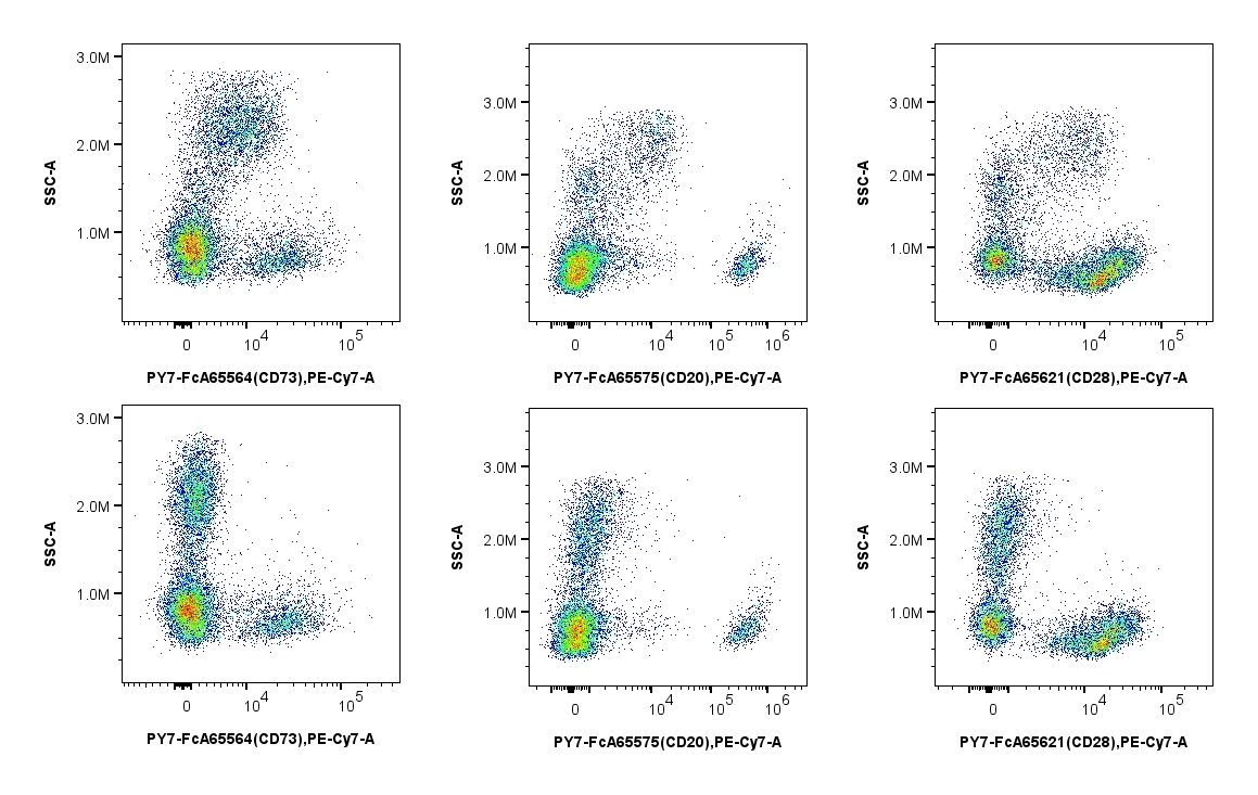 MonoZero™ Monocytes blocking染色缓冲液在PE-Cy7偶联抗体中,展现出优异的阻断效果,显著降低背景噪音,提升信号清晰度。添加或未加MonoZero™ Monocytes Blocking Reagent染色缓冲液后,使用PY7-FcA65564(anti-human CD73)、PY7-FcA65575(anti-human CD20)、PY7-FcA65621(anti-human CD28)孵育hPBMCs。结果表明,MonoZero™ Monocytes Blocking Reagent染色缓冲液显著降低非特异性结合,且没有减少抗体的特异性结合。
第一行:未加Monozero™ Monocytes Blocking Reagent染色缓冲液;
第二行:添加Monozero™ Monocytes Blocking Reagent染色缓冲液。 MonoZero™ Monocytes blocking染色缓冲液在PE-Cy7偶联抗体中,展现出优异的阻断效果,显著降低背景噪音,提升信号清晰度。添加或未加MonoZero™ Monocytes Blocking Reagent染色缓冲液后,使用PY7-FcA65564(anti-human CD73)、PY7-FcA65575(anti-human CD20)、PY7-FcA65621(anti-human CD28)孵育hPBMCs。结果表明,MonoZero™ Monocytes Blocking Reagent染色缓冲液显著降低非特异性结合,且没有减少抗体的特异性结合。
第一行:未加Monozero™ Monocytes Blocking Reagent染色缓冲液;
第二行:添加Monozero™ Monocytes Blocking Reagent染色缓冲液。