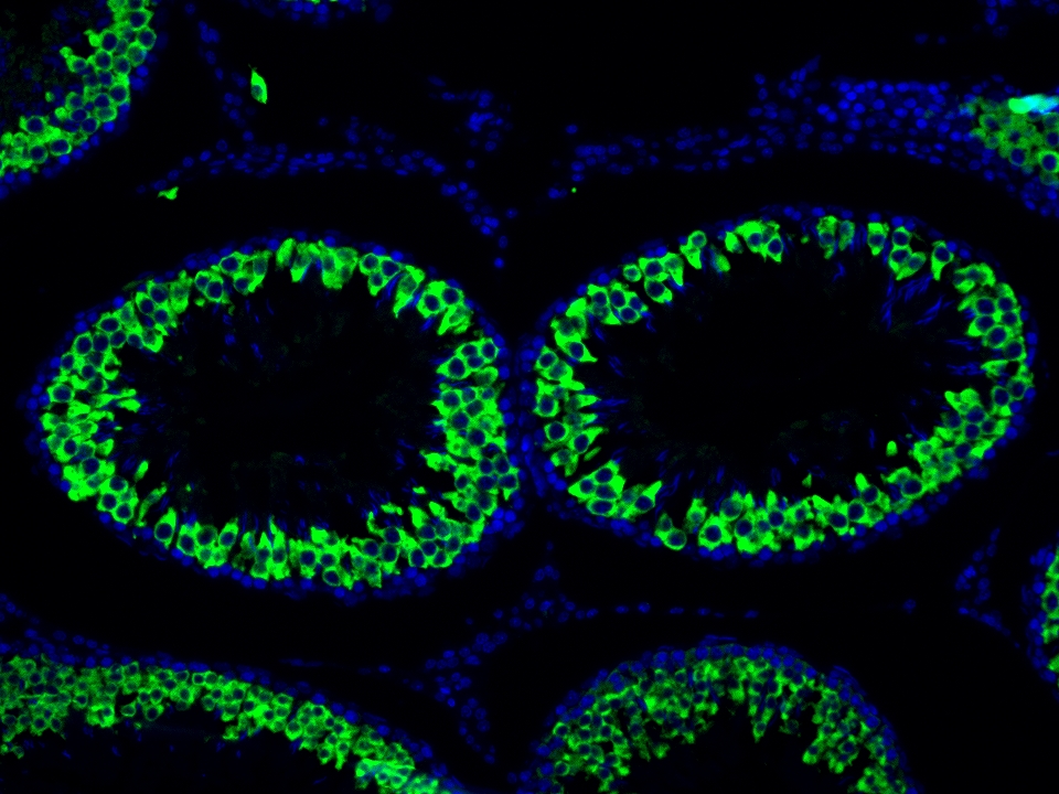 IF Staining using CoraLite®Plus 488-Tyramide Reagent PR30022. 
FFPE-rat testis tissue was stained with 13720-1-AP (BOULE polyclonal antibody) at 1:2000 followed by detection with Multi-rAb® Polymer HRP-Goat Anti-Rabbit/Mouse Universal Recombinant Secondary Antibody (H+L) (Cat.NO. RGAU011). CoraLite®Plus 488-Tyramide Reagent (Cat.NO. PR30022) was used for signal development. Cell nucleus (blue) was stained with DAPI. IF Staining using CoraLite®Plus 488-Tyramide Reagent PR30022. 
FFPE-rat testis tissue was stained with 13720-1-AP (BOULE polyclonal antibody) at 1:2000 followed by detection with Multi-rAb® Polymer HRP-Goat Anti-Rabbit/Mouse Universal Recombinant Secondary Antibody (H+L) (Cat.NO. RGAU011). CoraLite®Plus 488-Tyramide Reagent (Cat.NO. PR30022) was used for signal development. Cell nucleus (blue) was stained with DAPI.