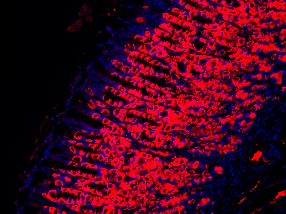 IF Staining using CoraLite®Plus 594-Tyramide Reagent PR30024. 
FFPE-rat stomach tissue was stained with 10182-1-AP (DCTN5 polyclonal antibody) at 1:200 followed by detection with Multi-rAb® Polymer HRP-Goat Anti-Rabbit/Mouse Universal Recombinant Secondary Antibody (H+L) (Cat.NO. RGAU011). CoraLite®Plus 594-Tyramide Reagent (Cat.NO. PR30024) was used for signal development. Cell nucleus (blue) was stained with DAPI. IF Staining using CoraLite®Plus 594-Tyramide Reagent PR30024. 
FFPE-rat stomach tissue was stained with 10182-1-AP (DCTN5 polyclonal antibody) at 1:200 followed by detection with Multi-rAb® Polymer HRP-Goat Anti-Rabbit/Mouse Universal Recombinant Secondary Antibody (H+L) (Cat.NO. RGAU011). CoraLite®Plus 594-Tyramide Reagent (Cat.NO. PR30024) was used for signal development. Cell nucleus (blue) was stained with DAPI.