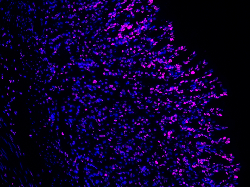 IF Staining using CoraLite®Plus 647-Tyramide Reagent PR30025. 
FFPE-mouse stomach tissue was stained with 82823-2-RR (Acetyl-Histone H2A (Lys9) Recombinant antibody) at 1:1000 followed by detection of Multi-rAb® Polymer HRP-Goat Anti-Rabbit/Mouse Universal Recombinant Secondary Antibody (H+L) (Cat.NO. RGAU011). CoraLite®Plus 647-Tyramide Reagent (Cat.NO. PR30025) was used for signal development. Cell nucleus (blue) was stained with DAPI. IF Staining using CoraLite®Plus 647-Tyramide Reagent PR30025. 
FFPE-mouse stomach tissue was stained with 82823-2-RR (Acetyl-Histone H2A (Lys9) Recombinant antibody) at 1:1000 followed by detection of Multi-rAb® Polymer HRP-Goat Anti-Rabbit/Mouse Universal Recombinant Secondary Antibody (H+L) (Cat.NO. RGAU011). CoraLite®Plus 647-Tyramide Reagent (Cat.NO. PR30025) was used for signal development. Cell nucleus (blue) was stained with DAPI.