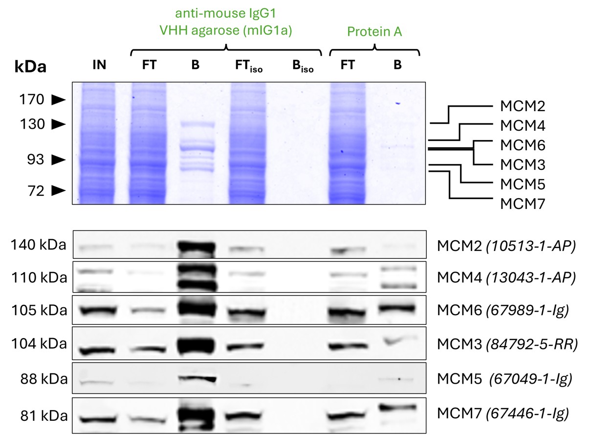 Co-IP of MCM complex via pulldown of MCM6 using 5 µg of monoclonal anti-MCM6 IgG1 (Proteintech: 67989-1-Ig) and anti-mouse IgG1 VHH agarose (mIG1a). 5 µg of each IgG was spiked into HEK293T cell lysate derived from 1x10^7 cells. All subunits of the 600 kDa hetero-hexameric complex are successfully precipitated, as shown in a Coomassie blue stained SDS-gel and by Western blot analysis using subunit specific antibodies. Apparent molecular weights are provided. For input (IN) and flowthrough (FT) fractions, 1% was loaded, respectively. For bound (B) fraction and bound fraction of isotype control antibody (BISO Proteintech: 66360-1-Ig), 25% was loaded. Product codes for Proteintech-antibodies are provided in parentheses. Compared to Protein A agarose, mIG1a shows a superior precipitation of the MCM complex. Co-IP of MCM complex via pulldown of MCM6 using 5 µg of monoclonal anti-MCM6 IgG1 (Proteintech: 67989-1-Ig) and anti-mouse IgG1 VHH agarose (mIG1a). 5 µg of each IgG was spiked into HEK293T cell lysate derived from 1x10^7 cells. All subunits of the 600 kDa hetero-hexameric complex are successfully precipitated, as shown in a Coomassie blue stained SDS-gel and by Western blot analysis using subunit specific antibodies. Apparent molecular weights are provided. For input (IN) and flowthrough (FT) fractions, 1% was loaded, respectively. For bound (B) fraction and bound fraction of isotype control antibody (BISO Proteintech: 66360-1-Ig), 25% was loaded. Product codes for Proteintech-antibodies are provided in parentheses. Compared to Protein A agarose, mIG1a shows a superior precipitation of the MCM complex.