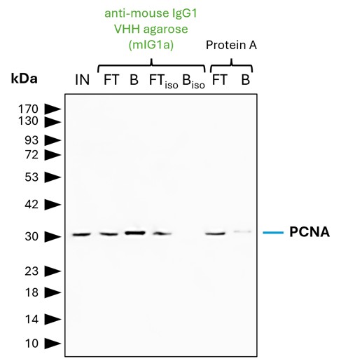 IP of PCNA by anti-mouse IgG1 VHH agarose (mIG1a) using a monoclonal PCNA antibody (Proteintech: 60097-1-Ig). As control, a IgG1 isotype control antibody (Proteintech: 66360-1-Ig) was used (BISO). 5 µg of each IgG was spiked into HEK293T cell lysate derived from 0.5x10^7 cells. 1% of input (IN) and flow through (FT) and 25% of bound (B) fraction was loaded onto an SDS-PAGE gel. For Western blot analysis PCNA was detected using a polyclonal rabbit IgG (Proteintech: 10205-2-AP) (1:5000) and an HRP-labeled goat anti-rabbit secondary (Proteintech: RGAR001). Compared to Protein A agarose, mIG1a shows a superior precipitation of PCNA. IP of PCNA by anti-mouse IgG1 VHH agarose (mIG1a) using a monoclonal PCNA antibody (Proteintech: 60097-1-Ig). As control, a IgG1 isotype control antibody (Proteintech: 66360-1-Ig) was used (BISO). 5 µg of each IgG was spiked into HEK293T cell lysate derived from 0.5x10^7 cells. 1% of input (IN) and flow through (FT) and 25% of bound (B) fraction was loaded onto an SDS-PAGE gel. For Western blot analysis PCNA was detected using a polyclonal rabbit IgG (Proteintech: 10205-2-AP) (1:5000) and an HRP-labeled goat anti-rabbit secondary (Proteintech: RGAR001). Compared to Protein A agarose, mIG1a shows a superior precipitation of PCNA.