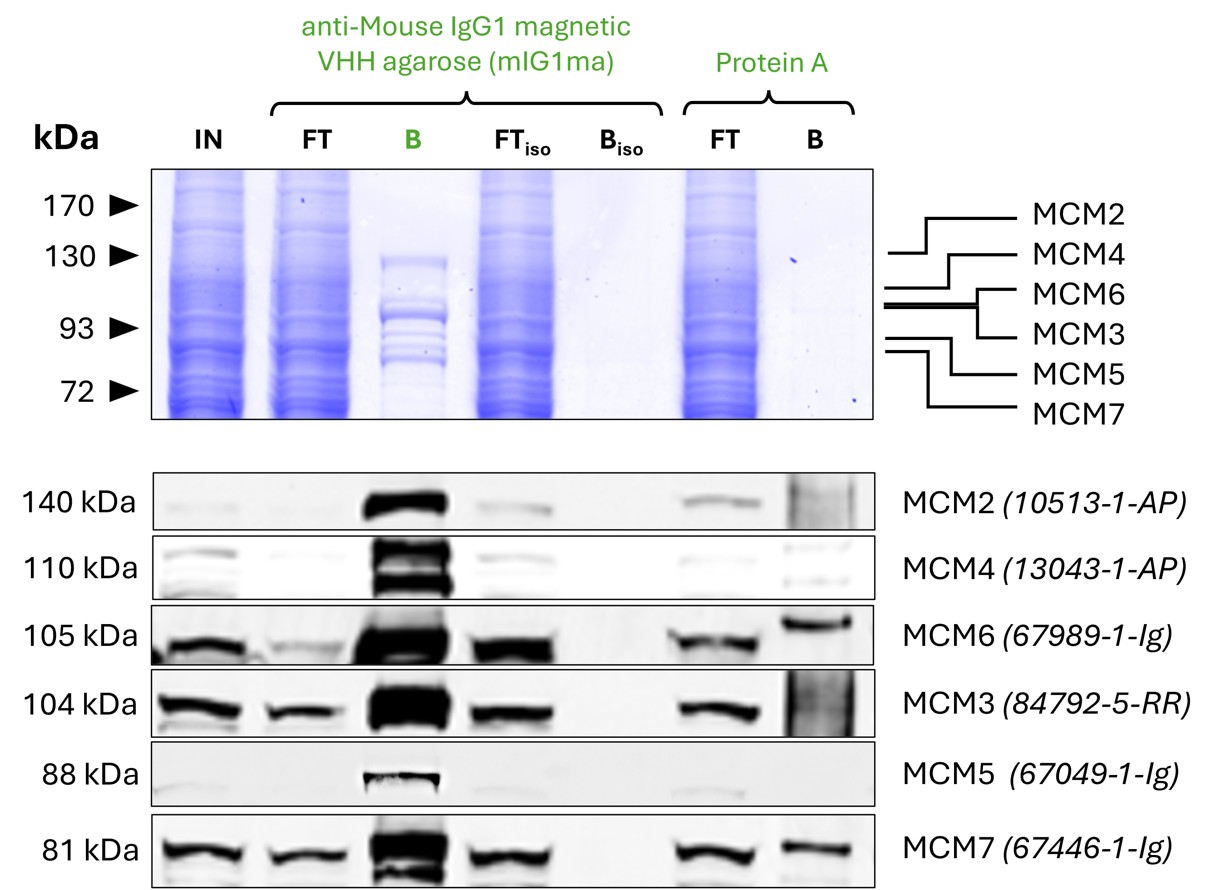 Co-IP of MCM complex via pulldown of MCM6 using 5 µg of monoclonal anti-MCM6 IgG1 (Proteintech: 67989-1-Ig) and anti-mouse IgG1 magnetic VHH agarose (mIG1ma). 5 µg of each IgG was spiked into HEK293T cell lysate derived from 1x10^7 cells. All subunits of the 600 kDa hetero-hexameric complex are successfully precipitated, as shown in a Coomassie blue stained SDS-gel and by Western blot analysis using subunit specific antibodies. Apparent molecular weights are provided. For input (IN) and flowthrough (FT) fractions, 1% was loaded, respectively. For bound (B) fraction and bound fraction of isotype control antibody (BISO PTG: 66360-1-Ig), 25% was loaded. Product codes for Proteintech antibodies are provided in parentheses. Compared to Protein A magnetic agarose, mIG1ma shows a superior precipitation of the MCM complex. Co-IP of MCM complex via pulldown of MCM6 using 5 µg of monoclonal anti-MCM6 IgG1 (Proteintech: 67989-1-Ig) and anti-mouse IgG1 magnetic VHH agarose (mIG1ma). 5 µg of each IgG was spiked into HEK293T cell lysate derived from 1x10^7 cells. All subunits of the 600 kDa hetero-hexameric complex are successfully precipitated, as shown in a Coomassie blue stained SDS-gel and by Western blot analysis using subunit specific antibodies. Apparent molecular weights are provided. For input (IN) and flowthrough (FT) fractions, 1% was loaded, respectively. For bound (B) fraction and bound fraction of isotype control antibody (BISO PTG: 66360-1-Ig), 25% was loaded. Product codes for Proteintech antibodies are provided in parentheses. Compared to Protein A magnetic agarose, mIG1ma shows a superior precipitation of the MCM complex.