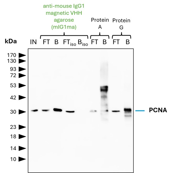 IP of PCNA by anti-mouse IgG1 magnetic VHH agarose (mIG1ma) using the PCNA Monoclonal antibody (PTG: 60097-1-Ig). As control, a IgG1 isotype control antibody (Proteintech: 66360-1-Ig) was used (BISO). 5 µg of each IgG was spiked into HEK293T cell lysate derived from 0.5x10^7 cells. 1% of input (IN) and flow through (FT) and 25% of bound (B) fraction was loaded onto an SDS-PAGE gel. For Western blot analysis PCNA was detected using a polyclonal rabbit IgG (Proteintech: 10205-2-AP) (1:5000) and an HRP-labeled goat anti-rabbit secondary (Proteintech: RGAR001). Compared to Protein A and G magnetic beads, mIG1ma shows a superior precipitation and allows for a cleaner detection of PCNA. IP of PCNA by anti-mouse IgG1 magnetic VHH agarose (mIG1ma) using the PCNA Monoclonal antibody (PTG: 60097-1-Ig). As control, a IgG1 isotype control antibody (Proteintech: 66360-1-Ig) was used (BISO). 5 µg of each IgG was spiked into HEK293T cell lysate derived from 0.5x10^7 cells. 1% of input (IN) and flow through (FT) and 25% of bound (B) fraction was loaded onto an SDS-PAGE gel. For Western blot analysis PCNA was detected using a polyclonal rabbit IgG (Proteintech: 10205-2-AP) (1:5000) and an HRP-labeled goat anti-rabbit secondary (Proteintech: RGAR001). Compared to Protein A and G magnetic beads, mIG1ma shows a superior precipitation and allows for a cleaner detection of PCNA.