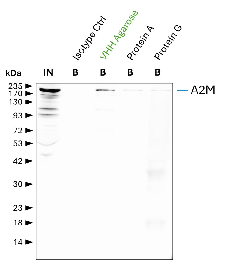 IP of Alpha-2-Macroglobulin (A2M) by anti-mouse IgG2a VHH agarose (mIG2aa) using the A2M monoclonal antibody 4B11F7 (Proteintech: 66126-1-Ig). As control, a IgG2a isotype control antibody (Proteintech: 66360-2-Ig) was used (BISO). 5 µg of each IgG was spiked into human serum which was diluted 1:10. 0.3% of input (IN) and 12.5% of bound (B) fraction was loaded onto an SDS-PAGE gel. For Western blot analysis A2M was detected using a polyclonal rabbit IgG (Proteintech: 13545-1-AP) (1:5000) labeled with FlexAble HRP (Proteintech: KFA045). Compared to protein A and G agarose, mIG2aa shows a superior precipitation and a cleaner detection of A2M. IP of Alpha-2-Macroglobulin (A2M) by anti-mouse IgG2a VHH agarose (mIG2aa) using the A2M monoclonal antibody 4B11F7 (Proteintech: 66126-1-Ig). As control, a IgG2a isotype control antibody (Proteintech: 66360-2-Ig) was used (BISO). 5 µg of each IgG was spiked into human serum which was diluted 1:10. 0.3% of input (IN) and 12.5% of bound (B) fraction was loaded onto an SDS-PAGE gel. For Western blot analysis A2M was detected using a polyclonal rabbit IgG (Proteintech: 13545-1-AP) (1:5000) labeled with FlexAble HRP (Proteintech: KFA045). Compared to protein A and G agarose, mIG2aa shows a superior precipitation and a cleaner detection of A2M.