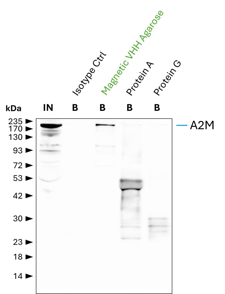 IP of Alpha-2-Macroglobulin (A2M) by anti-mouse IgG2a magnetic VHH agarose (mIG2ama) using the A2M monoclonal antibody 4B11F7 (Proteintech: 66126-1-Ig). As control, a IgG2a isotype control antibody (Proteintech: 66360-2-Ig) was used (BISO). 5 µg of each IgG was spiked into human serum which was diluted 1:10. 0.3% of input (IN) and 12.5% of bound (B) fraction was loaded onto an SDS-PAGE gel. For Western blot analysis A2M was detected using a polyclonal rabbit IgG (Proteintech: 13545-1-AP) (1:5000) labeled with FlexAble HRP (Proteintech: KFA045 ). Compared to protein A and G agarose, mIG2ama shows a superior precipitation and a cleaner detection of A2M. IP of Alpha-2-Macroglobulin (A2M) by anti-mouse IgG2a magnetic VHH agarose (mIG2ama) using the A2M monoclonal antibody 4B11F7 (Proteintech: 66126-1-Ig). As control, a IgG2a isotype control antibody (Proteintech: 66360-2-Ig) was used (BISO). 5 µg of each IgG was spiked into human serum which was diluted 1:10. 0.3% of input (IN) and 12.5% of bound (B) fraction was loaded onto an SDS-PAGE gel. For Western blot analysis A2M was detected using a polyclonal rabbit IgG (Proteintech: 13545-1-AP) (1:5000) labeled with FlexAble HRP (Proteintech: KFA045 ). Compared to protein A and G agarose, mIG2ama shows a superior precipitation and a cleaner detection of A2M.