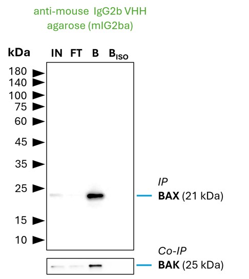 Co-IP of BAX and BAK by anti-mouse IgG2b VHH agarose (mIG2ba) using the BAX Monoclonal antibody 4G5E8 (Proteintech: 60267-1-Ig). As control a IgG2b isotype control antibody (Proteintech: 66360-3-Ig) was used (BISO). 5 µg of each IgG was spiked into HEK293T cell lysate derived from 0.5x10^7 cells. 1% of input (IN) and flow through (FT) and 25% of bound (B) fraction was loaded onto an SDS-PAGE gel. For Western blot analysis BAX was detected using a polyclonal rabbit IgG (Proteintech: 50599-2-Ig) (1:2000) labeled using a FlexAble HRP (Proteintech: KFA065). The presence of BAK co-precipitated with BAX was confirmed using a polyclonal rabbit IgG (PTG 29552-1-AP) (1:2000). Co-IP of BAX and BAK by anti-mouse IgG2b VHH agarose (mIG2ba) using the BAX Monoclonal antibody 4G5E8 (Proteintech: 60267-1-Ig). As control a IgG2b isotype control antibody (Proteintech: 66360-3-Ig) was used (BISO). 5 µg of each IgG was spiked into HEK293T cell lysate derived from 0.5x10^7 cells. 1% of input (IN) and flow through (FT) and 25% of bound (B) fraction was loaded onto an SDS-PAGE gel. For Western blot analysis BAX was detected using a polyclonal rabbit IgG (Proteintech: 50599-2-Ig) (1:2000) labeled using a FlexAble HRP (Proteintech: KFA065). The presence of BAK co-precipitated with BAX was confirmed using a polyclonal rabbit IgG (PTG 29552-1-AP) (1:2000).