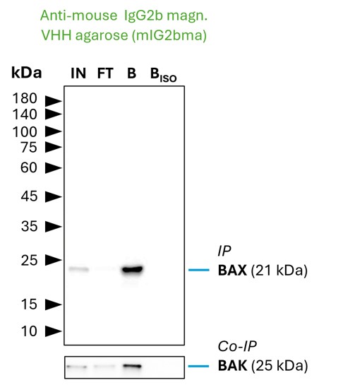 Co-IP of BAX and BAK by anti-mouse IgG2b VHH agarose (mIG2bma) using the BAX Monoclonal antibody 4G5E8 (Proteintech: 60267-1-Ig). As control a IgG2b isotype control antibody (Proteintech: 66360-3-Ig) was used (BISO). 5 µg of each IgG was spiked into HEK293T cell lysate derived from 0.5x10^7 cells. 1% of input (IN) and flow through (FT) and 25% of bound (B) fraction was loaded onto an SDS-PAGE gel. For Western blot analysis BAX was detected using a polyclonal rabbit IgG (Proteintech: 50599-2-Ig) (1:2000) labeled using a FlexAble HRP (Proteintech: KFA065). The presence of BAK co-precipitated with BAX was confirmed using a polyclonal rabbit IgG (PTG 29552-1-AP) (1:2000). Co-IP of BAX and BAK by anti-mouse IgG2b VHH agarose (mIG2bma) using the BAX Monoclonal antibody 4G5E8 (Proteintech: 60267-1-Ig). As control a IgG2b isotype control antibody (Proteintech: 66360-3-Ig) was used (BISO). 5 µg of each IgG was spiked into HEK293T cell lysate derived from 0.5x10^7 cells. 1% of input (IN) and flow through (FT) and 25% of bound (B) fraction was loaded onto an SDS-PAGE gel. For Western blot analysis BAX was detected using a polyclonal rabbit IgG (Proteintech: 50599-2-Ig) (1:2000) labeled using a FlexAble HRP (Proteintech: KFA065). The presence of BAK co-precipitated with BAX was confirmed using a polyclonal rabbit IgG (PTG 29552-1-AP) (1:2000).