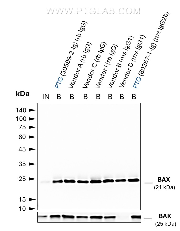 Co-IP of BAX and BAK using anti-BAX IgGs from different vendors by anti-rabbit IgG/ anti-mouse IgG VHH Agarose (mrIGa). Tested IgGs include such of rabbit and mouse origin with IgG1 and IgG2b subtypes. 5 µg of respective IgG was spiked into HEK293T cell lysate derived from 0.5x10^7 cells. 1% of input (IN) and 25% of bound (B) fraction was loaded onto an SDS-PAGE gel. For Western Blot analysis BAX was detected using a polyclonal rabbit IgG (PTG: 50599-2-Ig) (1:2000) labeled using a conformation-specific HRP-conjugated secondary. The presence of BAK co-precipitated with BAX was tested using a polyclonal rabbit IgG (PTG 29552-1-AP) (1:2000). While all IgGs allowed for efficient IP of BAX, BAK was absent in the case of the primary antibody from vendor D, possibly due to the BAX:BAK interaction interface being masked by this particular IgG. Co-IP of BAX and BAK using anti-BAX IgGs from different vendors by anti-rabbit IgG/ anti-mouse IgG VHH Agarose (mrIGa). Tested IgGs include such of rabbit and mouse origin with IgG1 and IgG2b subtypes. 5 µg of respective IgG was spiked into HEK293T cell lysate derived from 0.5x10^7 cells. 1% of input (IN) and 25% of bound (B) fraction was loaded onto an SDS-PAGE gel. For Western Blot analysis BAX was detected using a polyclonal rabbit IgG (PTG: 50599-2-Ig) (1:2000) labeled using a conformation-specific HRP-conjugated secondary. The presence of BAK co-precipitated with BAX was tested using a polyclonal rabbit IgG (PTG 29552-1-AP) (1:2000). While all IgGs allowed for efficient IP of BAX, BAK was absent in the case of the primary antibody from vendor D, possibly due to the BAX:BAK interaction interface being masked by this particular IgG.