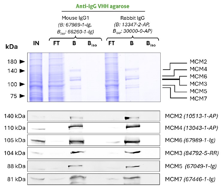 Co-IP of MCM complex via pulldown of MCM6 using 5 µg of anti-MCM6 antibodies and anti-rabbit IgG / anti-mouse IgG VHH agarose (mrIGa). All subunits of the 600 kDa heterohexameric complex are successfully precipitated using both a mouse IgG1 (67989-1-Ig) and a rabbit (13347-2-AP) MCM6 antibody, as shown by western blot anaylsis using subunit specific antibodies. Apparent molecular weights are provided. For Input (IN) and flow through (FT) fractions 1% was loaded. For bound (B) fraction and bound fraction of isotype control antibody (BISO), 20% was loaded. Product codes of PTG-antibodies are provided in parentheses. BISO is an isotype control used as negative control (ms1: 66260-1-Ig; rb: 30000-0-AP). Co-IP of MCM complex via pulldown of MCM6 using 5 µg of anti-MCM6 antibodies and anti-rabbit IgG / anti-mouse IgG VHH agarose (mrIGa). All subunits of the 600 kDa heterohexameric complex are successfully precipitated using both a mouse IgG1 (67989-1-Ig) and a rabbit (13347-2-AP) MCM6 antibody, as shown by western blot anaylsis using subunit specific antibodies. Apparent molecular weights are provided. For Input (IN) and flow through (FT) fractions 1% was loaded. For bound (B) fraction and bound fraction of isotype control antibody (BISO), 20% was loaded. Product codes of PTG-antibodies are provided in parentheses. BISO is an isotype control used as negative control (ms1: 66260-1-Ig; rb: 30000-0-AP).