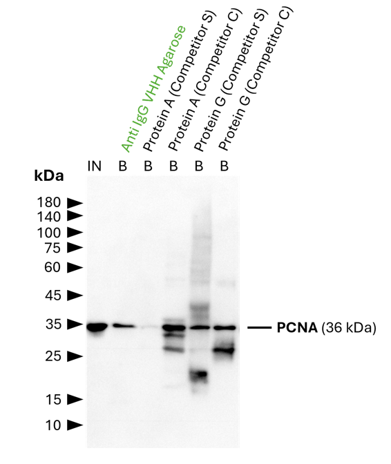 IP of PCNA using 5 µg of anti-PCNA antibody (IgG1, 60097-1-Ig) by anti-rabbit IgG/ anti-mouse IgG VHH agarose (mrIGa). For Western blot analysis the PCNA polyclonal antibody (10205-2-AP, 1:2000) was labeled using a conformation-specific HRP-conjugated secondary to avoid staining of heavy and light chain of the IP-antibody. In contrast to many competitor protein A and G beads, clean pulldown of PCNA by Proteintech anti-rabbit IgG/ anti-mouse IgG VHH agarose facilitates unambiguous identification of the target protein. Other beads show leaching of protein A or protein G fragments into the final IP fractions, which can lead to binding of the detection antibody and unspecific signals, as reported previously (Grant et al., 2019, Biiol Proced Online, doi: 10.1186/s12575-019-0095-z). For input (IN) and bound (B) fractions 1% and 30% were loaded, respectively. IP of PCNA using 5 µg of anti-PCNA antibody (IgG1, 60097-1-Ig) by anti-rabbit IgG/ anti-mouse IgG VHH agarose (mrIGa). For Western blot analysis the PCNA polyclonal antibody (10205-2-AP, 1:2000) was labeled using a conformation-specific HRP-conjugated secondary to avoid staining of heavy and light chain of the IP-antibody. In contrast to many competitor protein A and G beads, clean pulldown of PCNA by Proteintech anti-rabbit IgG/ anti-mouse IgG VHH agarose facilitates unambiguous identification of the target protein. Other beads show leaching of protein A or protein G fragments into the final IP fractions, which can lead to binding of the detection antibody and unspecific signals, as reported previously (Grant et al., 2019, Biiol Proced Online, doi: 10.1186/s12575-019-0095-z). For input (IN) and bound (B) fractions 1% and 30% were loaded, respectively.