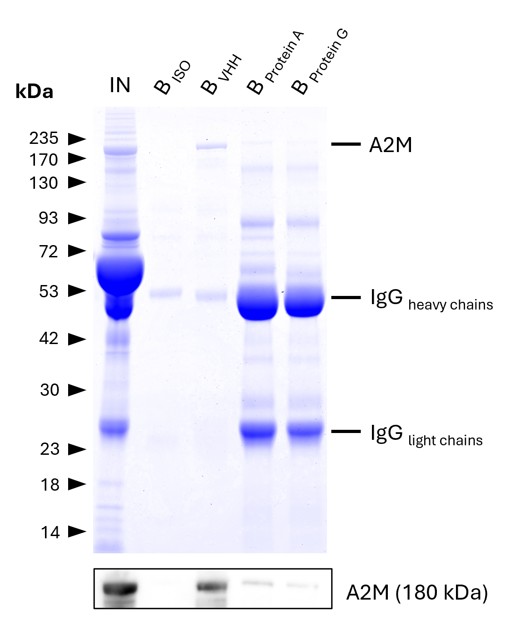 IP of Alpha-2-Macroglobulin (A2M) from human serum using anti-rabbit IgG / anti-mouse IgG VHH agarose (mrIGa) and comparison to protein A and G beads. IP was performed using 5 μg of rabbit anti-A2M IgG (13545-1-AP) in 1:10 diluted human serum. 0.5% and 6.25% of input (IN) and bound (B) fractions were analyzed by SDS-PAGE, respectively. 5 μg of rabbit isotype control antibody (BISO,  98136-1-RR) was used as negative control. The Coomassie-stained gel shows precipitation of A2M by anti-rabbit IgG / anti-mouse IgG VHH agarose and reveals its absence for protein A and G beads. This is likely due to human IgGs competing with the spiked IP-antibody for the latter beads. Results were verified using Western blot analysis, which detected A2M at approximately 180 kDa using an anti-A2M primary IgG (13545-1-AP, 1:5000). IP of Alpha-2-Macroglobulin (A2M) from human serum using anti-rabbit IgG / anti-mouse IgG VHH agarose (mrIGa) and comparison to protein A and G beads. IP was performed using 5 μg of rabbit anti-A2M IgG (13545-1-AP) in 1:10 diluted human serum. 0.5% and 6.25% of input (IN) and bound (B) fractions were analyzed by SDS-PAGE, respectively. 5 μg of rabbit isotype control antibody (BISO,  98136-1-RR) was used as negative control. The Coomassie-stained gel shows precipitation of A2M by anti-rabbit IgG / anti-mouse IgG VHH agarose and reveals its absence for protein A and G beads. This is likely due to human IgGs competing with the spiked IP-antibody for the latter beads. Results were verified using Western blot analysis, which detected A2M at approximately 180 kDa using an anti-A2M primary IgG (13545-1-AP, 1:5000).