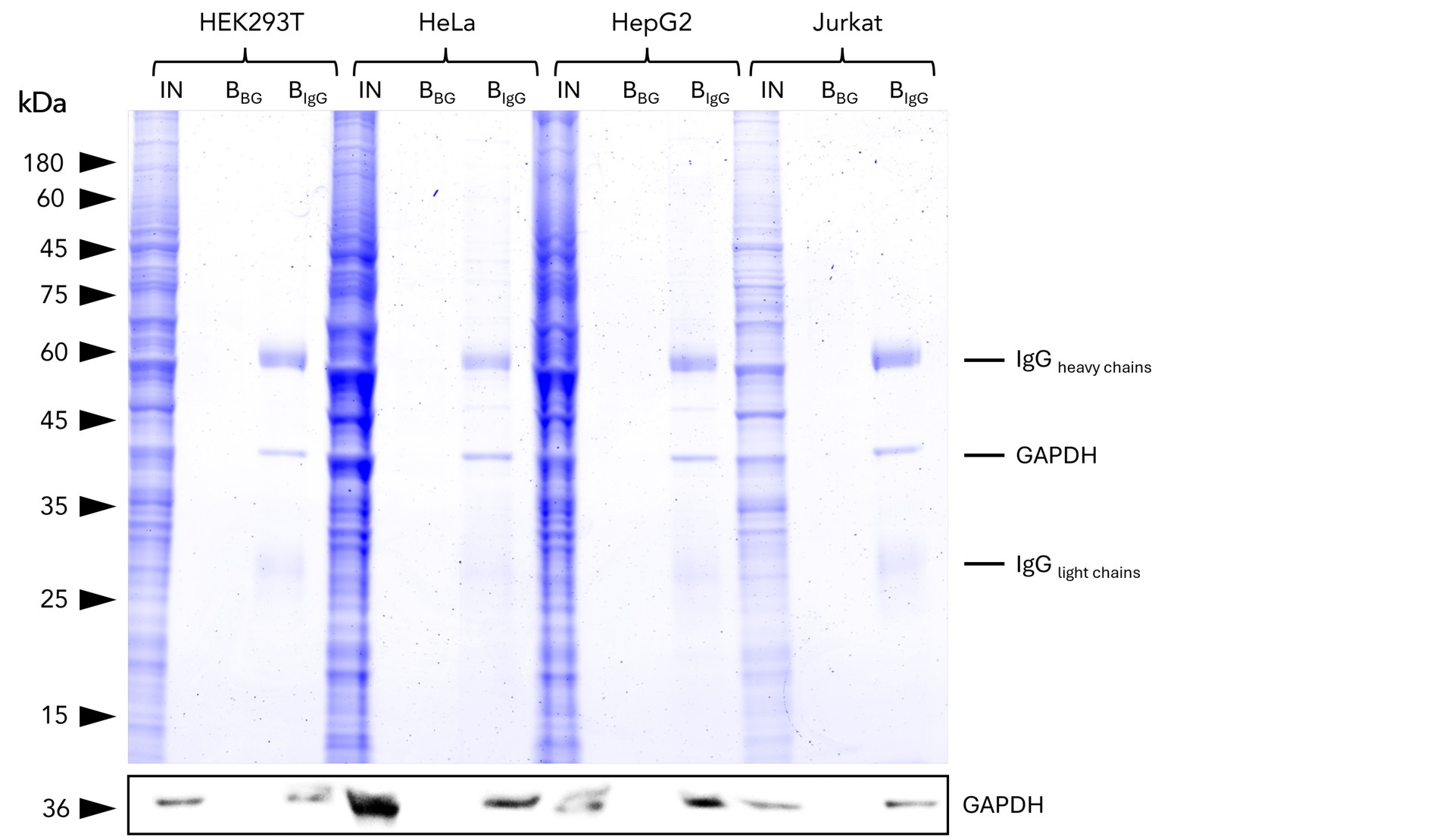 IP of GAPDH from common human cell lines using anti-rabbit IgG/ anti-mouse IgG VHH Agarose (mrIGa). IP was performed using 5 μg of rabbit anti-GAPDH IgG (10494-1-AP) with 1x107 cells used per IP reaction. 1% and 25% of input (IN) and bound (B) fractions were analyzed by SDS-PAGE, respectively. Bound fractions without antibody spiked (BBG) are shown as background control. The Coomassie-stained gel shows precipitation of GAPDH by anti-rabbit IgG / anti-mouse IgG VHH agarose, what was verified using Western blot analysis using the anti-GAPDH mouse monoclonal antibody (60004-1-Ig). IP of GAPDH from common human cell lines using anti-rabbit IgG/ anti-mouse IgG VHH Agarose (mrIGa). IP was performed using 5 μg of rabbit anti-GAPDH IgG (10494-1-AP) with 1x107 cells used per IP reaction. 1% and 25% of input (IN) and bound (B) fractions were analyzed by SDS-PAGE, respectively. Bound fractions without antibody spiked (BBG) are shown as background control. The Coomassie-stained gel shows precipitation of GAPDH by anti-rabbit IgG / anti-mouse IgG VHH agarose, what was verified using Western blot analysis using the anti-GAPDH mouse monoclonal antibody (60004-1-Ig).