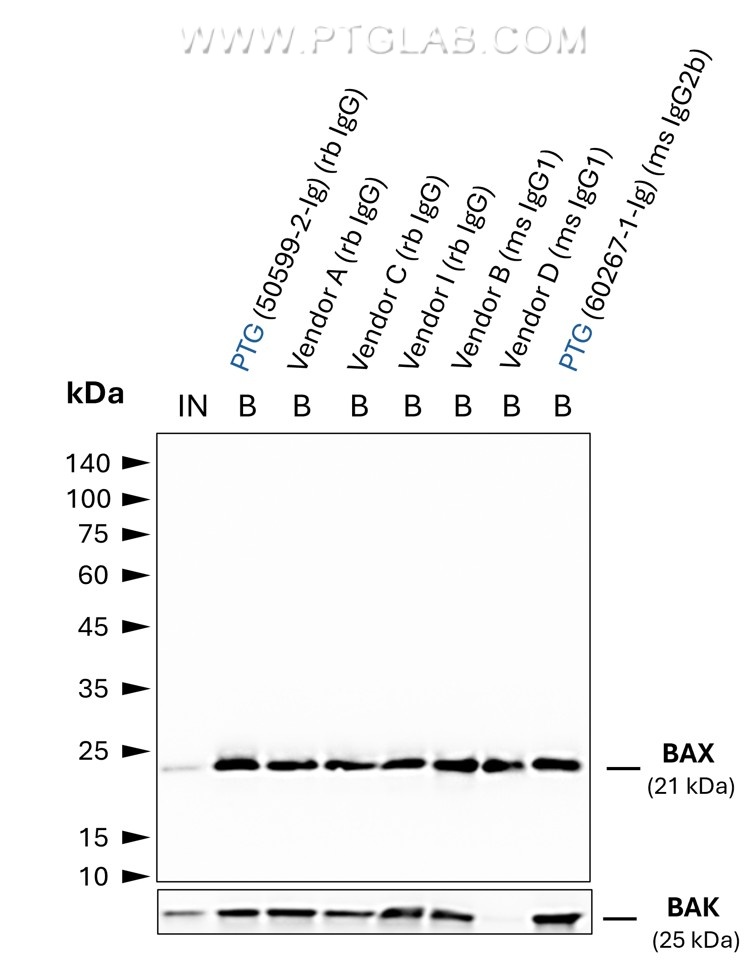 Co-IP of BAX and BAK using anti-BAX IgGs from different vendors by anti-rabbit IgG/ anti-mouse IgG VHH Magnetic Agarose (mrIGma). Tested IgGs include such of rabbit and mouse origin with IgG1 and IgG2b subtypes. 5 µg of respective IgG was spiked into HEK293T cell lysate derived from 0.5x10^7 cells. 1% of input (IN) and 25% of bound (B) fraction was loaded onto an SDS-PAGE gel. For Western Blot analysis BAX was detected using a polyclonal rabbit IgG (PTG: 50599-2-Ig) (1:2000) labeled using a conformation-specific HRP-conjugated secondary. The presence of BAK co-precipitated with BAX was tested using a polyclonal rabbit IgG (PTG 29552-1-AP) (1:2000). While all IgGs allowed for efficient IP of BAX, BAK was absent in the case of the primary antibody from vendor D, possibly due to the BAX:BAK interaction interface being masked by this particular IgG. Co-IP of BAX and BAK using anti-BAX IgGs from different vendors by anti-rabbit IgG/ anti-mouse IgG VHH Magnetic Agarose (mrIGma). Tested IgGs include such of rabbit and mouse origin with IgG1 and IgG2b subtypes. 5 µg of respective IgG was spiked into HEK293T cell lysate derived from 0.5x10^7 cells. 1% of input (IN) and 25% of bound (B) fraction was loaded onto an SDS-PAGE gel. For Western Blot analysis BAX was detected using a polyclonal rabbit IgG (PTG: 50599-2-Ig) (1:2000) labeled using a conformation-specific HRP-conjugated secondary. The presence of BAK co-precipitated with BAX was tested using a polyclonal rabbit IgG (PTG 29552-1-AP) (1:2000). While all IgGs allowed for efficient IP of BAX, BAK was absent in the case of the primary antibody from vendor D, possibly due to the BAX:BAK interaction interface being masked by this particular IgG.