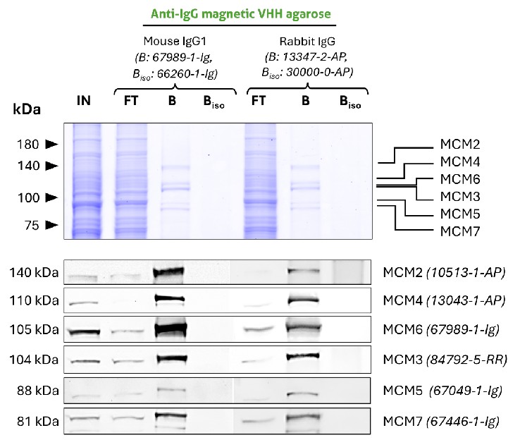 Co-IP of MCM complex via pulldown of MCM6 using 5 µg of anti-MCM6 antibodies and anti-rabbit IgG / anti-mouse IgG magnetic VHH agarose (mrIGma). All subunits of the 600 kDa heterohexameric complex are successfully precipitated using both a mouse IgG1 (67989-1-Ig) and a rabbit (13347-2-AP) MCM6 antibody, as shown by western blot analysis using subunit specific antibodies. Apparent molecular weights are provided. For Input (IN) and flow through (FT) fractions, 1% was loaded. For bound (B) fraction and bound fraction of isotype control antibody (BISO), 20% was loaded. Product codes for PTG-antibodies are provided in parentheses. BISO is an isotype control used as negative control (ms1: 66260-1-Ig; rb: 30000-0-AP). Co-IP of MCM complex via pulldown of MCM6 using 5 µg of anti-MCM6 antibodies and anti-rabbit IgG / anti-mouse IgG magnetic VHH agarose (mrIGma). All subunits of the 600 kDa heterohexameric complex are successfully precipitated using both a mouse IgG1 (67989-1-Ig) and a rabbit (13347-2-AP) MCM6 antibody, as shown by western blot analysis using subunit specific antibodies. Apparent molecular weights are provided. For Input (IN) and flow through (FT) fractions, 1% was loaded. For bound (B) fraction and bound fraction of isotype control antibody (BISO), 20% was loaded. Product codes for PTG-antibodies are provided in parentheses. BISO is an isotype control used as negative control (ms1: 66260-1-Ig; rb: 30000-0-AP).