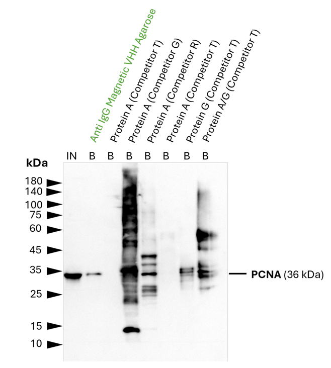 IP of PCNA using 5 µg of anti-PCNA antibody (IgG1, 60097-1-Ig) by anti-rabbit IgG/ anti-mouse IgG Magnetic VHH agarose (mrIGma). For Western blot analysis the PCNA polyclonal antibody (10205-2-AP, 1:2000) was labeled using a conformation-specific HRP-conjugated secondary to avoid staining of heavy and light chain of the IP-antibody. In contrast to many competitor protein A and G beads, clean pulldown of PCNA by Proteintech anti-rabbit IgG/ anti-mouse IgG magnetic VHH agarose facilitates unambiguous identification of the target protein. Other beads show leaching of protein A or protein G fragments into the final IP fractions, which can lead to binding of the detection antibody and unspecific signals, as reported previously (Grant et al., 2019, Biiol Proced Online, doi: 10.1186/s12575-019-0095-z). For input (IN) and bound (B) fractions 1% and 30% were loaded, respectively. IP of PCNA using 5 µg of anti-PCNA antibody (IgG1, 60097-1-Ig) by anti-rabbit IgG/ anti-mouse IgG Magnetic VHH agarose (mrIGma). For Western blot analysis the PCNA polyclonal antibody (10205-2-AP, 1:2000) was labeled using a conformation-specific HRP-conjugated secondary to avoid staining of heavy and light chain of the IP-antibody. In contrast to many competitor protein A and G beads, clean pulldown of PCNA by Proteintech anti-rabbit IgG/ anti-mouse IgG magnetic VHH agarose facilitates unambiguous identification of the target protein. Other beads show leaching of protein A or protein G fragments into the final IP fractions, which can lead to binding of the detection antibody and unspecific signals, as reported previously (Grant et al., 2019, Biiol Proced Online, doi: 10.1186/s12575-019-0095-z). For input (IN) and bound (B) fractions 1% and 30% were loaded, respectively.