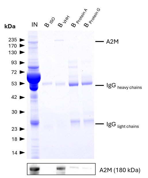 IP of Alpha-2-Macroglobulin (A2M) from human serum using anti-rabbit IgG / anti-mouse IgG magnetic VHH agarose (mrIGma) and comparison to protein A and G beads. IP was performed using 5 μg of rabbit anti-A2M IgG (13545-1-AP) in 1:10 diluted human serum. 0.5% and 6.25% of input (IN) and bound (B) fractions were analyzed by SDS-PAGE, respectively. 5 μg of rabbit isotype control antibody (BISO, 98136-1-RR) was used as negative control. The Coomassie-stained gel shows precipitation of A2M by anti-rabbit IgG / anti-mouse IgG magnetic VHH agarose (BVHH) and reveals its absence for protein A (BPtA) and G (BPtG) beads. This is likely due to human IgGs competing with the spiked IP-antibody. Results were verified using Western blot analysis, which detected A2M at approximately 180 kDa using an anti-A2M primary IgG (13545-1-AP, 1:5000). IP of Alpha-2-Macroglobulin (A2M) from human serum using anti-rabbit IgG / anti-mouse IgG magnetic VHH agarose (mrIGma) and comparison to protein A and G beads. IP was performed using 5 μg of rabbit anti-A2M IgG (13545-1-AP) in 1:10 diluted human serum. 0.5% and 6.25% of input (IN) and bound (B) fractions were analyzed by SDS-PAGE, respectively. 5 μg of rabbit isotype control antibody (BISO, 98136-1-RR) was used as negative control. The Coomassie-stained gel shows precipitation of A2M by anti-rabbit IgG / anti-mouse IgG magnetic VHH agarose (BVHH) and reveals its absence for protein A (BPtA) and G (BPtG) beads. This is likely due to human IgGs competing with the spiked IP-antibody. Results were verified using Western blot analysis, which detected A2M at approximately 180 kDa using an anti-A2M primary IgG (13545-1-AP, 1:5000).