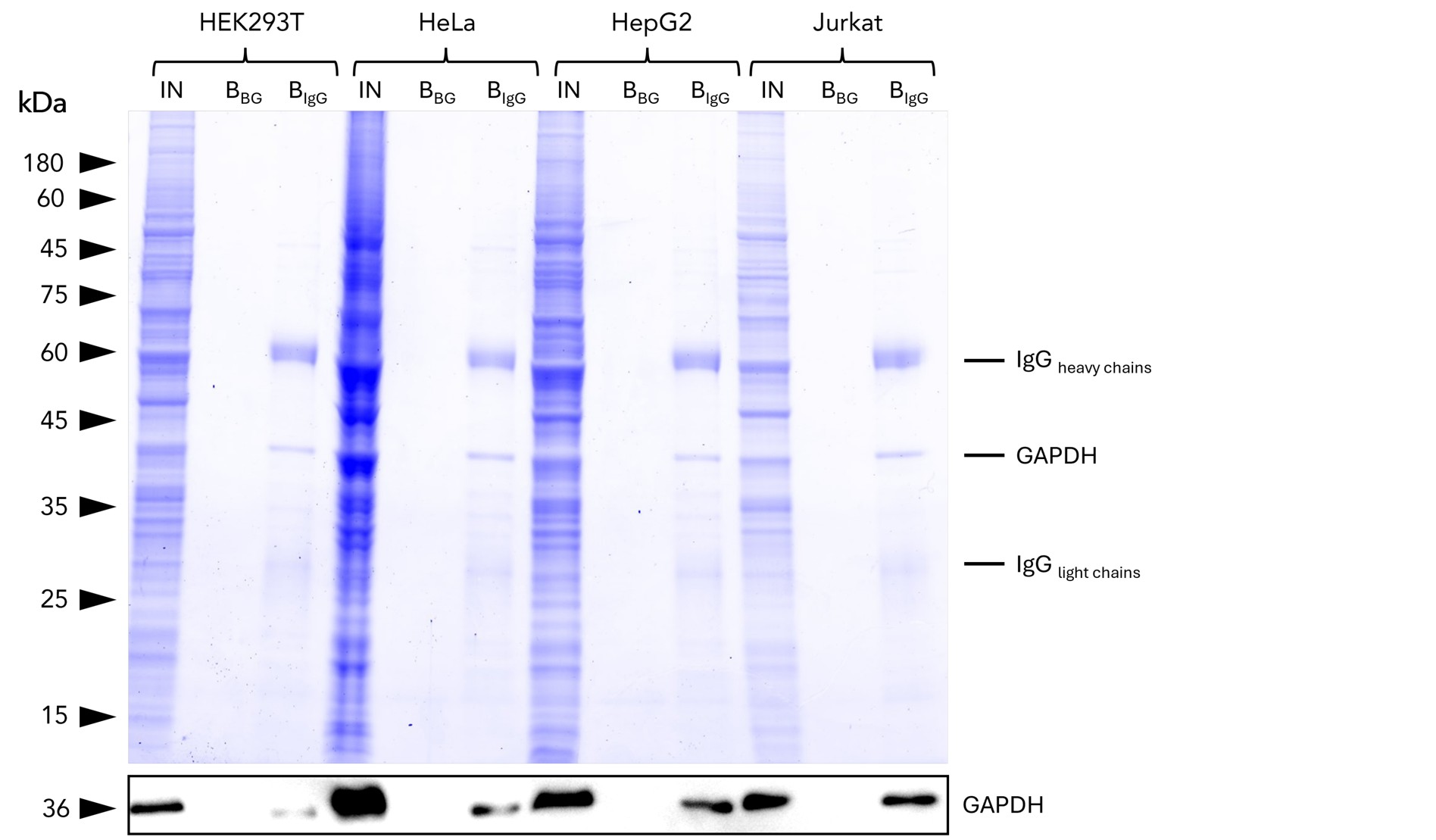 IP of GAPDH from common human cell lines using anti-rabbit IgG/ anti-mouse IgG Magnetic VHH Agarose (mrIGma). IP was performed using 5 μg of rabbit anti-GAPDH IgG (10494-1-AP) with 1x107 cells used per IP reaction. 1% and 25% of input (IN) and bound (B) fractions were analyzed by SDS-PAGE, respectively. Bound fractions without antibody spiked (BBG) are shown as background control. The Coomassie-stained gel shows precipitation of GAPDH by anti-rabbit IgG / anti-mouse IgG magnetic VHH agarose, what was verified using Western blot analysis using the anti-GAPDH mouse monoclonal antibody (60004-1-Ig). IP of GAPDH from common human cell lines using anti-rabbit IgG/ anti-mouse IgG Magnetic VHH Agarose (mrIGma). IP was performed using 5 μg of rabbit anti-GAPDH IgG (10494-1-AP) with 1x107 cells used per IP reaction. 1% and 25% of input (IN) and bound (B) fractions were analyzed by SDS-PAGE, respectively. Bound fractions without antibody spiked (BBG) are shown as background control. The Coomassie-stained gel shows precipitation of GAPDH by anti-rabbit IgG / anti-mouse IgG magnetic VHH agarose, what was verified using Western blot analysis using the anti-GAPDH mouse monoclonal antibody (60004-1-Ig).