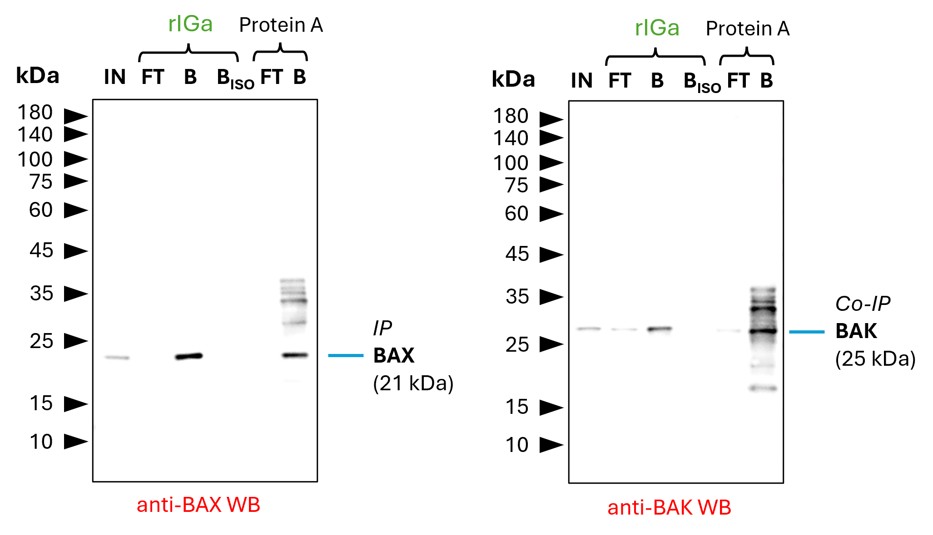 Co-IP of BAX and BAK by anti-rabbit IgG VHH agarose (rIGa) using a BAX polyclonal IgG (Proteintech: 50599-2-Ig). As control an IgG isotype control antibody (Proteintech: 98136-1-RR) was used (BISO). 5 µg of each IgG was spiked into HEK293T cell lysate derived from 0.5x10^7 cells. 1% of input (IN) and flow through (FT) and 25% of bound (B) fraction was loaded onto an SDS-PAGE gel. For Western blot analysis BAX was detected using a polyclonal rabbit IgG (Proteintech: 50599-2-Ig) (1:2000) labeled using FlexAble HRP (Proteintech: KFA005). The presence of BAK co-precipitated with BAX was confirmed using a polyclonal rabbit IgG (Proteintech: 29552-1-AP) (1:2000). While rIGa allows for clean detection of both proteins, Protein A agarose show additional bands, probably due to leaching of Protein A from the beads into the IP fractions, which can lead to binding of the detection antibody and unspecific signals. Co-IP of BAX and BAK by anti-rabbit IgG VHH agarose (rIGa) using a BAX polyclonal IgG (Proteintech: 50599-2-Ig). As control an IgG isotype control antibody (Proteintech: 98136-1-RR) was used (BISO). 5 µg of each IgG was spiked into HEK293T cell lysate derived from 0.5x10^7 cells. 1% of input (IN) and flow through (FT) and 25% of bound (B) fraction was loaded onto an SDS-PAGE gel. For Western blot analysis BAX was detected using a polyclonal rabbit IgG (Proteintech: 50599-2-Ig) (1:2000) labeled using FlexAble HRP (Proteintech: KFA005). The presence of BAK co-precipitated with BAX was confirmed using a polyclonal rabbit IgG (Proteintech: 29552-1-AP) (1:2000). While rIGa allows for clean detection of both proteins, Protein A agarose show additional bands, probably due to leaching of Protein A from the beads into the IP fractions, which can lead to binding of the detection antibody and unspecific signals.