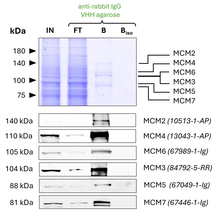 Co-IP of MCM complex via pulldown of MCM6 using 5 µg of polyclonal rabbit anti-MCM6 antibody (Proteintech: 13347-2-AP) and anti-rabbit IgG VHH agarose (rIGa). All subunits of the 600 kDa hetero-hexameric complex are successfully precipitated, as shown in a Coomassie blue stained SDS-gel and by Western blot analysis using subunit specific antibodies. Apparent molecular weights are provided. For input (IN) and flowthrough (FT) fractions, 1% was loaded, respectively. For bound (B) fraction and bound fraction of isotype control antibody (BISO Proteintech: 98136-1-RR), 20% was loaded. Product codes for Proteintech antibodies are provided in parentheses. Co-IP of MCM complex via pulldown of MCM6 using 5 µg of polyclonal rabbit anti-MCM6 antibody (Proteintech: 13347-2-AP) and anti-rabbit IgG VHH agarose (rIGa). All subunits of the 600 kDa hetero-hexameric complex are successfully precipitated, as shown in a Coomassie blue stained SDS-gel and by Western blot analysis using subunit specific antibodies. Apparent molecular weights are provided. For input (IN) and flowthrough (FT) fractions, 1% was loaded, respectively. For bound (B) fraction and bound fraction of isotype control antibody (BISO Proteintech: 98136-1-RR), 20% was loaded. Product codes for Proteintech antibodies are provided in parentheses.