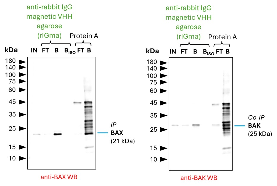 Co-IP of BAX and BAK by anti-rabbit IgG VHH agarose (rIGma) using a BAX polyclonal IgG (Proteintech: 50599-2-Ig). As control an IgG isotype control antibody (Proteintech: 98136-1-RR) was used (BISO). 5 µg of each IgG was spiked into HEK293T cell lysate derived from 0.5x10^7 cells. 1% of input (IN) and flow through (FT) and 25% of bound (B) fraction was loaded onto an SDS-PAGE gel. For Western blot analysis BAX was detected using a polyclonal rabbit IgG (Proteintech: 50599-2-Ig) (1:2000) labeled using FlexAble HRP (Proteintech: KFA005). The presence of BAK co-precipitated with BAX was confirmed using a polyclonal rabbit IgG (Proteintech: 29552-1-AP) (1:2000). While rIGa allows for clean detection of both proteins, Protein A magnetic beads show additional bands, probably due to leaching of Protein A from the beads into the IP fractions, which can lead to binding of the detection antibody and unspecific signals. Co-IP of BAX and BAK by anti-rabbit IgG VHH agarose (rIGma) using a BAX polyclonal IgG (Proteintech: 50599-2-Ig). As control an IgG isotype control antibody (Proteintech: 98136-1-RR) was used (BISO). 5 µg of each IgG was spiked into HEK293T cell lysate derived from 0.5x10^7 cells. 1% of input (IN) and flow through (FT) and 25% of bound (B) fraction was loaded onto an SDS-PAGE gel. For Western blot analysis BAX was detected using a polyclonal rabbit IgG (Proteintech: 50599-2-Ig) (1:2000) labeled using FlexAble HRP (Proteintech: KFA005). The presence of BAK co-precipitated with BAX was confirmed using a polyclonal rabbit IgG (Proteintech: 29552-1-AP) (1:2000). While rIGa allows for clean detection of both proteins, Protein A magnetic beads show additional bands, probably due to leaching of Protein A from the beads into the IP fractions, which can lead to binding of the detection antibody and unspecific signals.