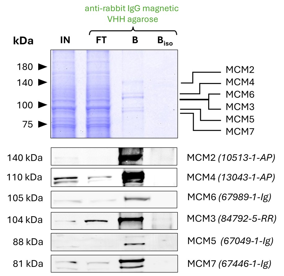 Co-IP of MCM complex via pulldown of MCM6 using 5 µg of polyclonal rabbit anti-MCM6 antibody (PTG: 13347-2-AP) and anti-rabbit IgG magnetic VHH agarose (rIGma). All subunits of the 600 kDa hetero-hexameric complex are successfully precipitated, as shown in a Coomassie blue stained SDS-gel and by Western blot analysis using subunit specific antibodies. Apparent molecular weights are provided. For input (IN) and flowthrough (FT) fractions, 1% was loaded, respectively. For bound (B) fraction and bound fraction of isotype control antibody (BISO PTG: 98136-1-RR), 20% was loaded. Product codes for Proteintech antibodies are provided in parentheses. Co-IP of MCM complex via pulldown of MCM6 using 5 µg of polyclonal rabbit anti-MCM6 antibody (PTG: 13347-2-AP) and anti-rabbit IgG magnetic VHH agarose (rIGma). All subunits of the 600 kDa hetero-hexameric complex are successfully precipitated, as shown in a Coomassie blue stained SDS-gel and by Western blot analysis using subunit specific antibodies. Apparent molecular weights are provided. For input (IN) and flowthrough (FT) fractions, 1% was loaded, respectively. For bound (B) fraction and bound fraction of isotype control antibody (BISO PTG: 98136-1-RR), 20% was loaded. Product codes for Proteintech antibodies are provided in parentheses.